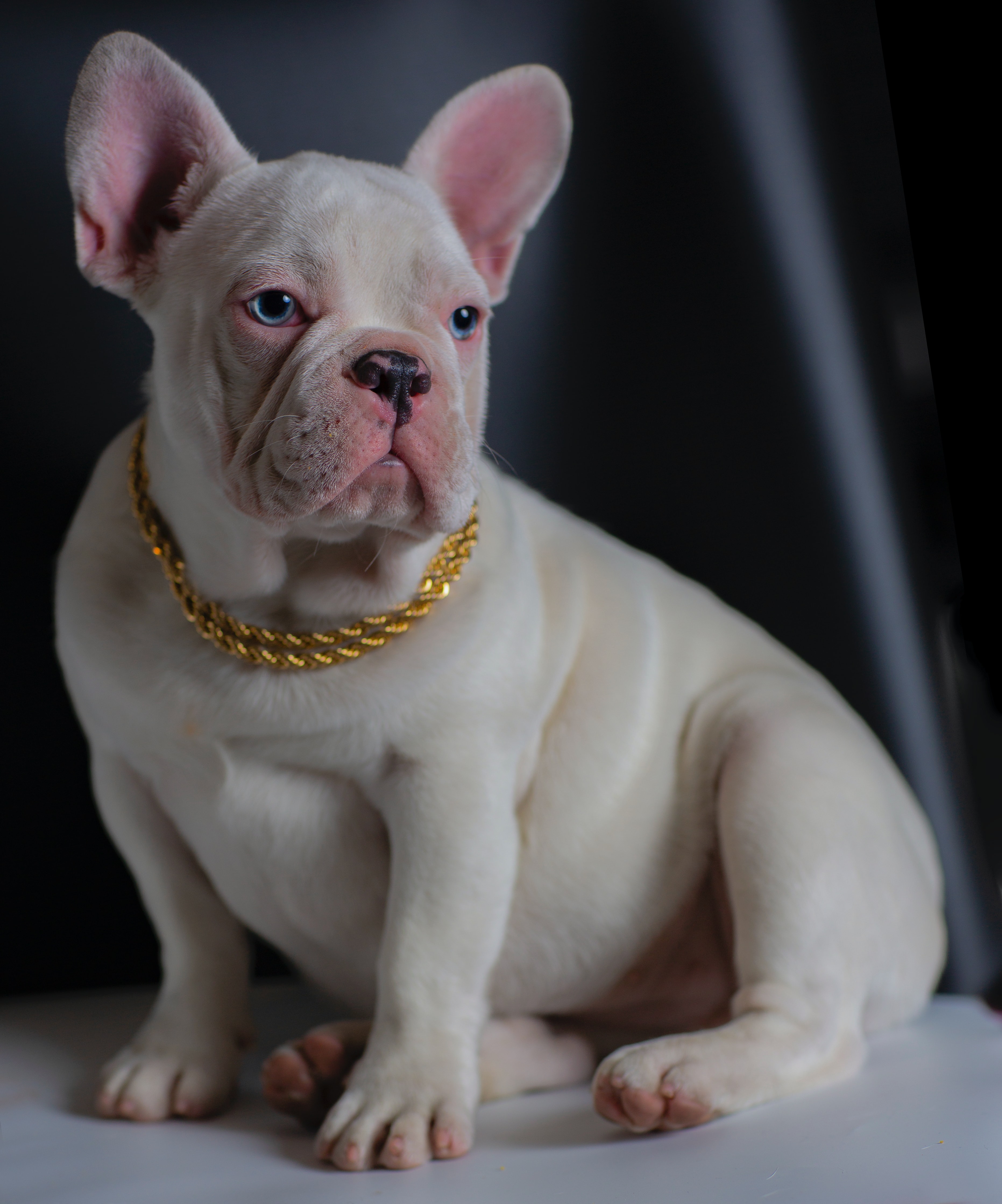 White french bulldog for clearance